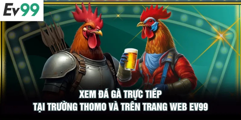 2 Cách Xem Đá Gà Thomo Uy Tín, Đặt Cược Đảm Bảo An Toàn Xem đá gà trực tiếp tại trường Thomo và trên trang web EV99